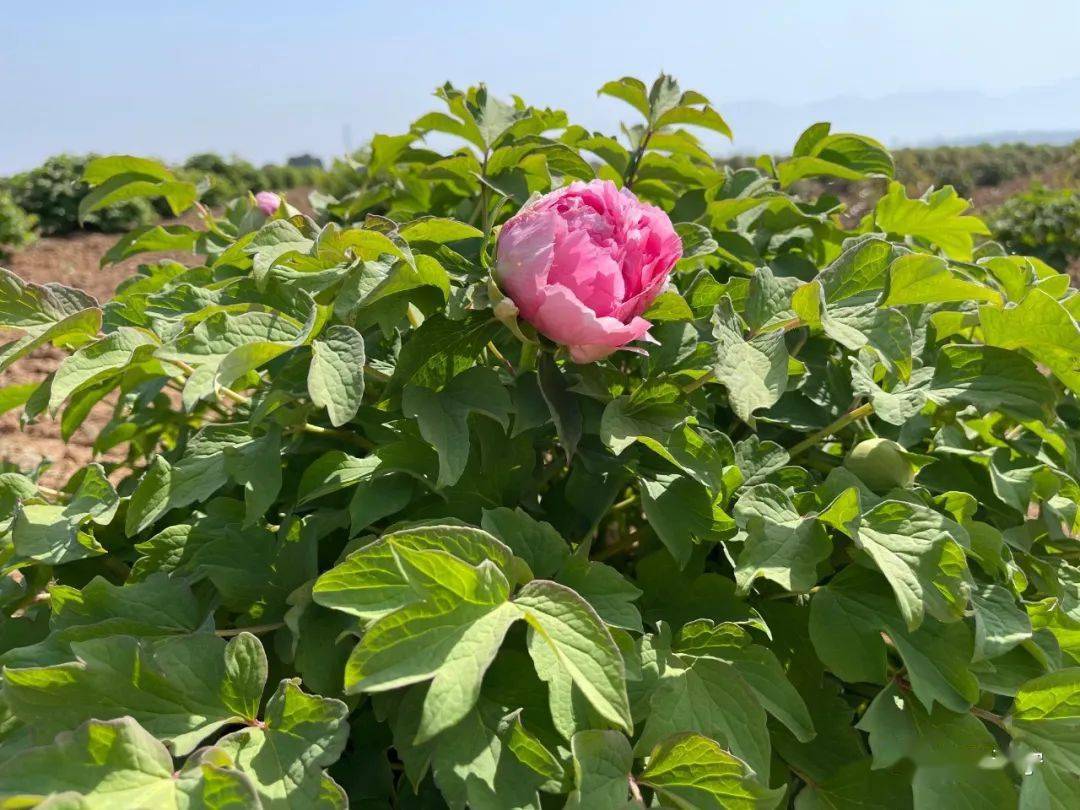 洛宁 牡丹花已开 妍妍待君来 文明人 品种 赵村镇
