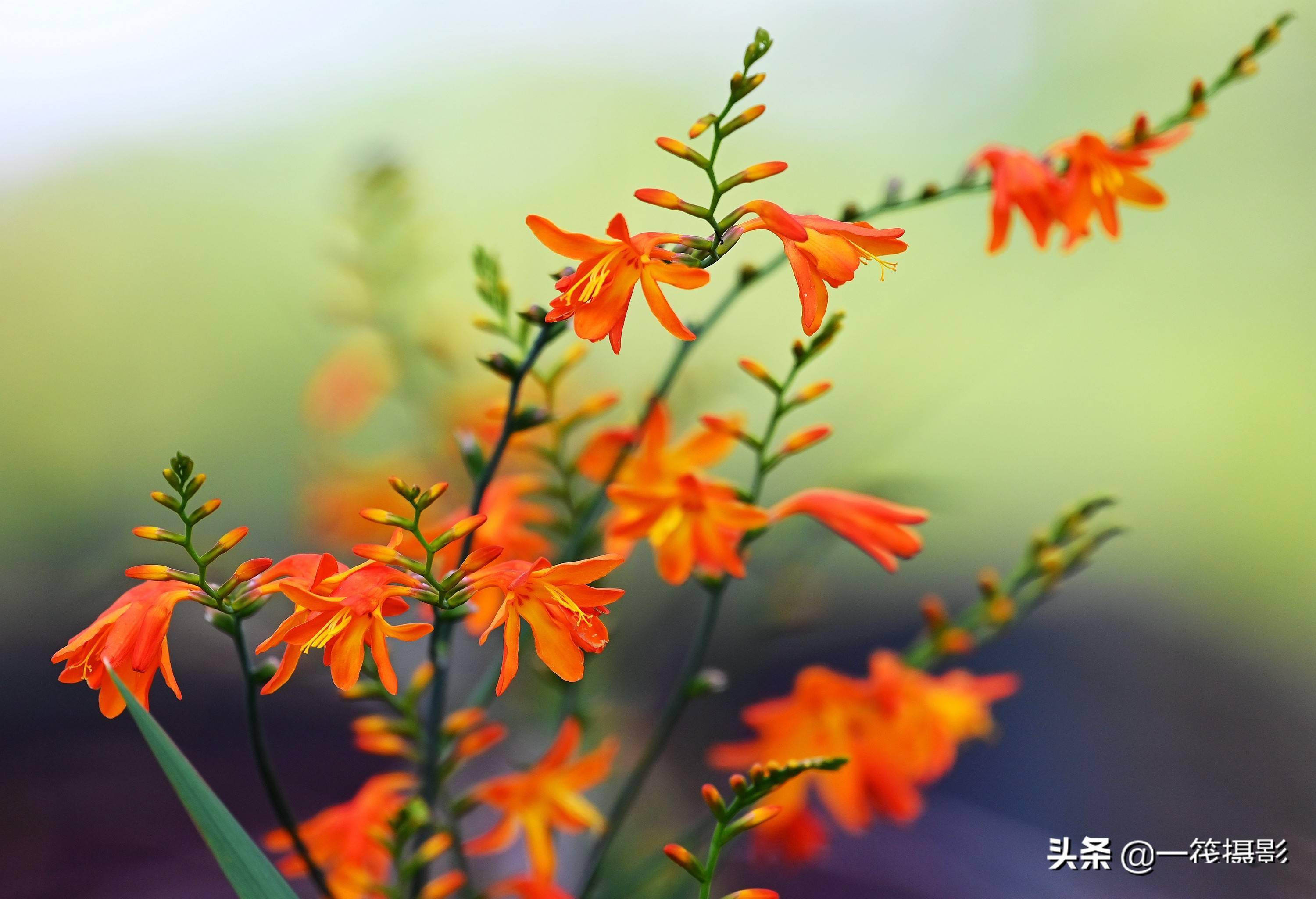 別名:標竿花,倒掛金鉤,黃大