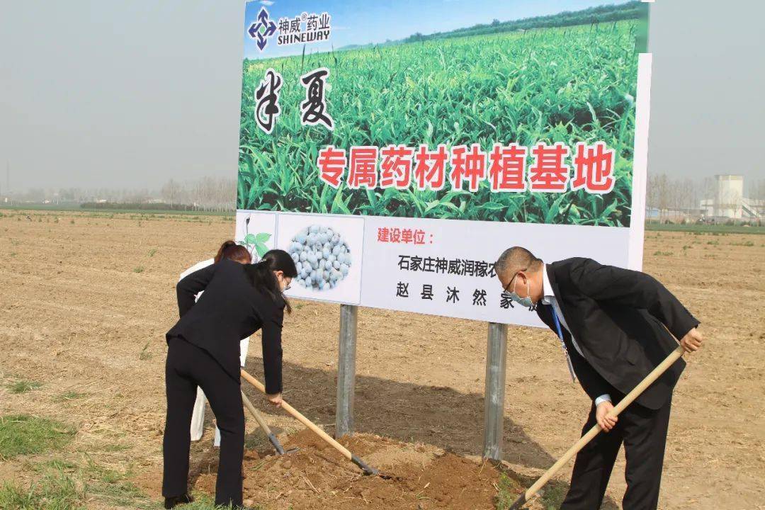 神威藥業集團600畝半夏種植基地為河北趙縣中藥材種植農戶開出致富