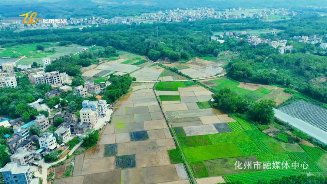 那务镇:最是春好处 农耕正当时_化州_生产_工作