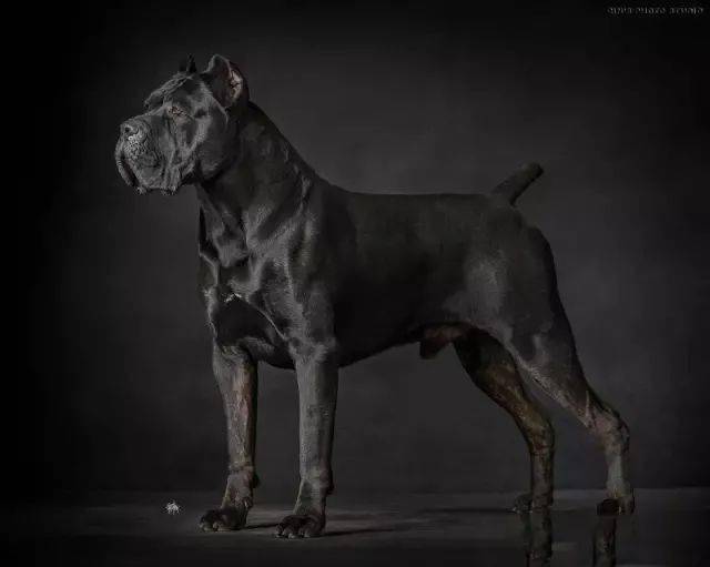 猛犬卡斯罗一名真正的护卫杀手