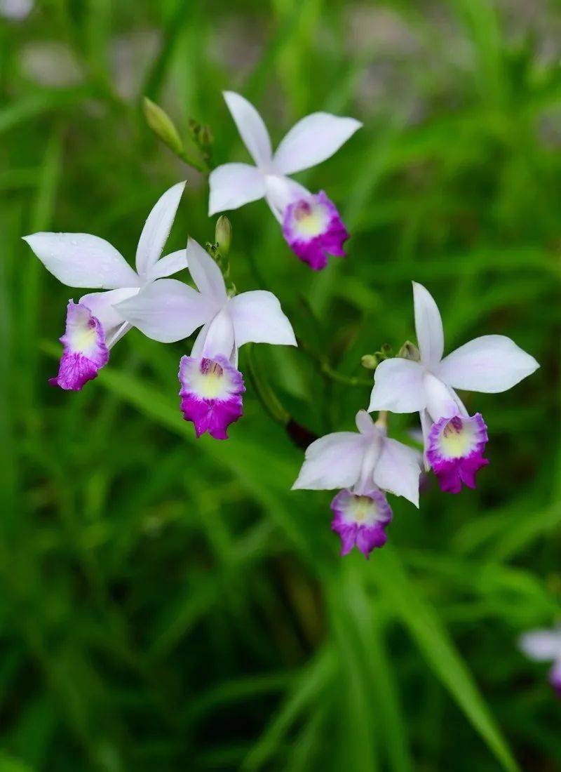 生物多样性看西双版纳西双版纳有多少野生兰花