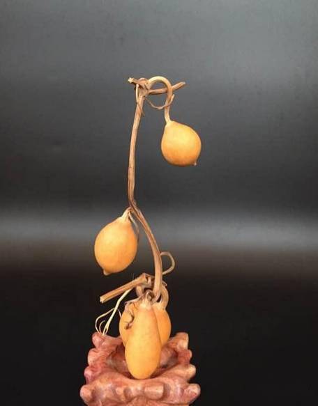 极品葫芦来袭请问你是来搞笑的吗