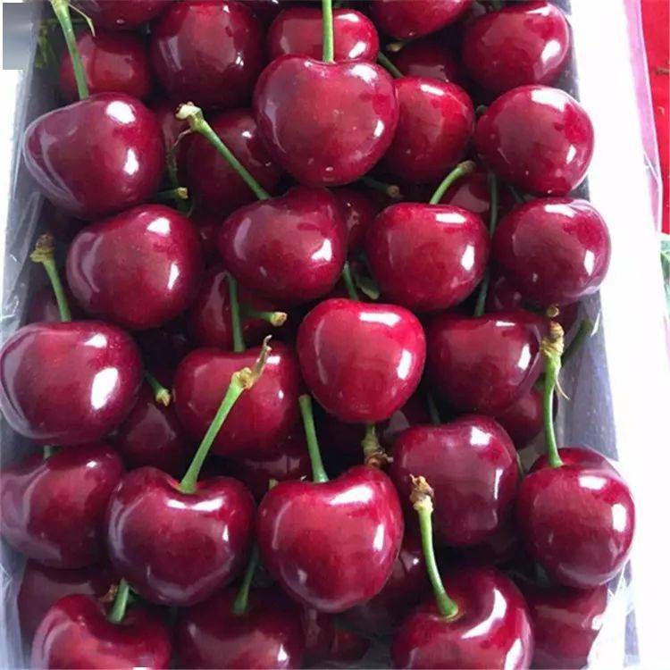 坊社社区美早樱桃上市啦