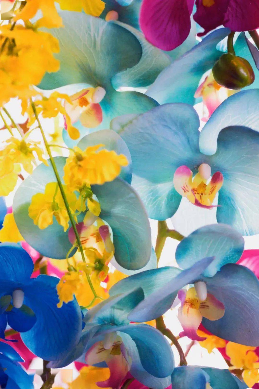 蜷川实花所有短暂的美好都值得被记录