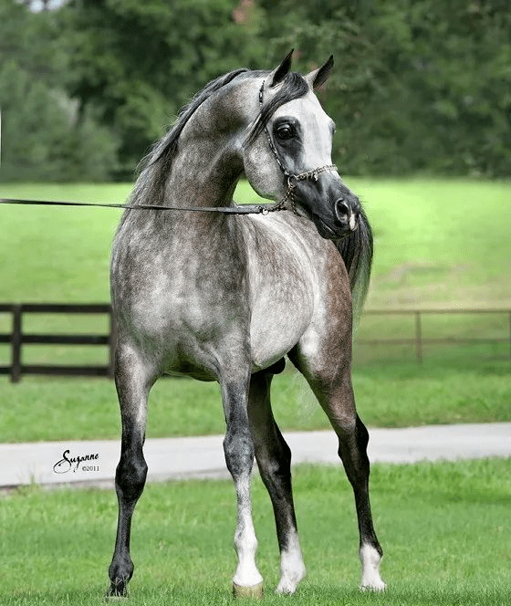 2021年度优秀种公马(阿拉伯马)——工匠artisan mp(us)_美国_justice