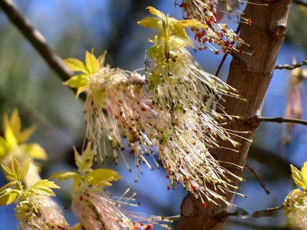 秀才识字读半边梣叶槭