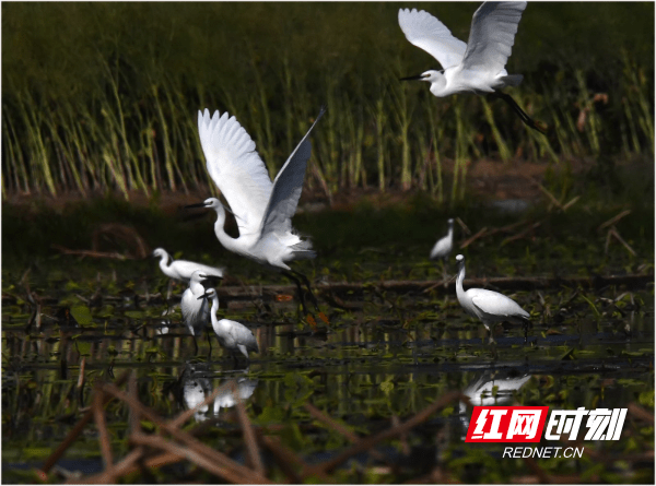 湖南江永：生态和谐美 白鹭舞蹁跹（组图）