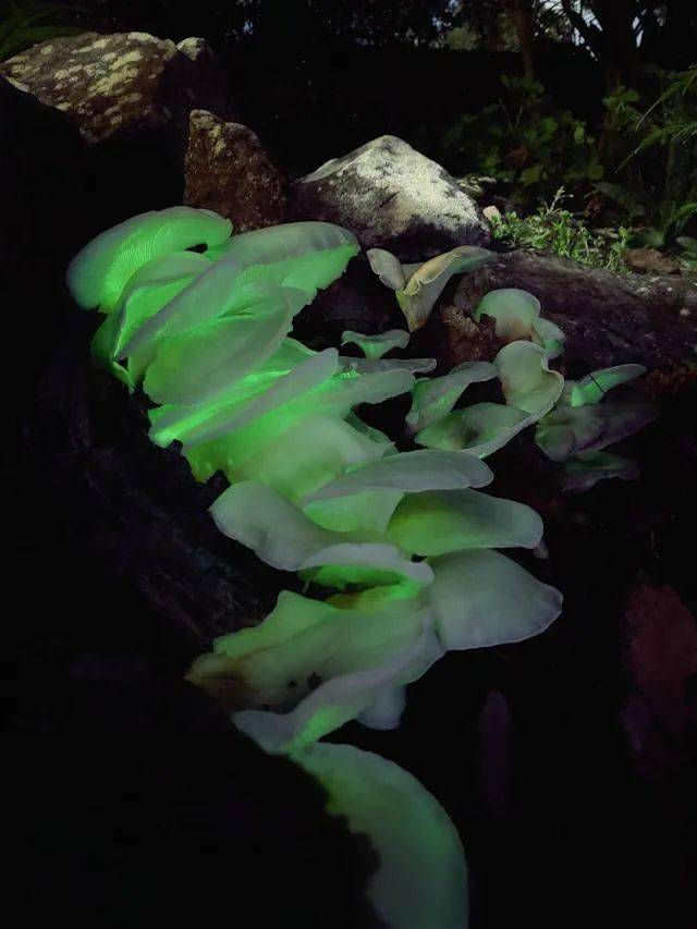 神奇悉尼男子自家后院发现罕见发光蘑菇附图片