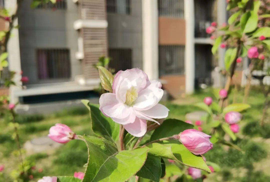 美景美拍春風花草香瀛海家園一里社區春景大賞正當時