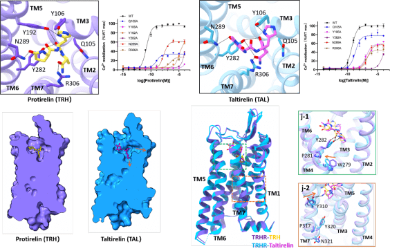 中国科大揭示hpt内分泌轴中内源肽和口服肽类药物激活促甲状腺激素