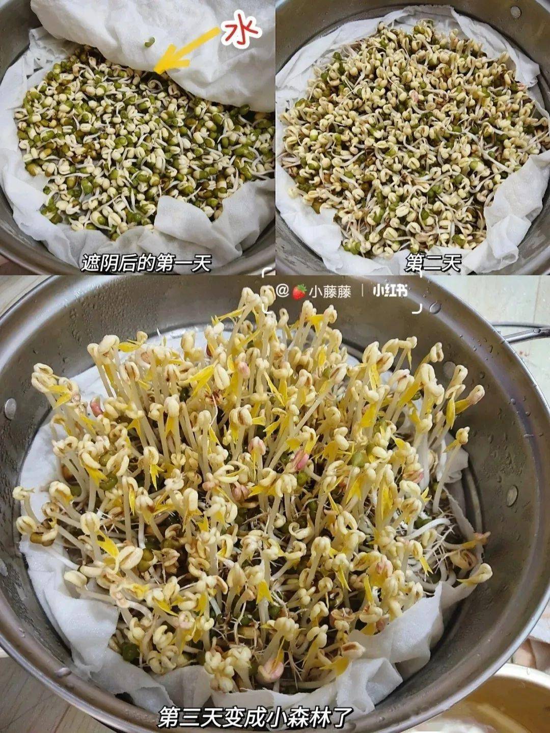 图:小红书@91小藤藤花生跟豆芽一样花生芽也能涮火锅啦.