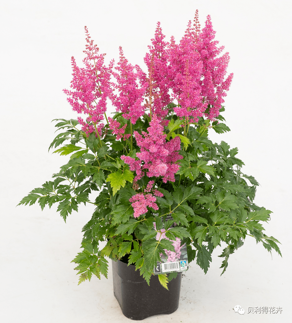 贝利得基地多年生花卉及花灌木销售列表