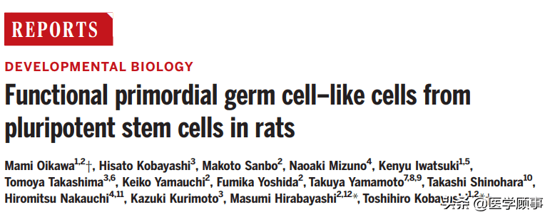 日本用幹細胞培育出原始生殖細胞併產生健康可育的大鼠後代