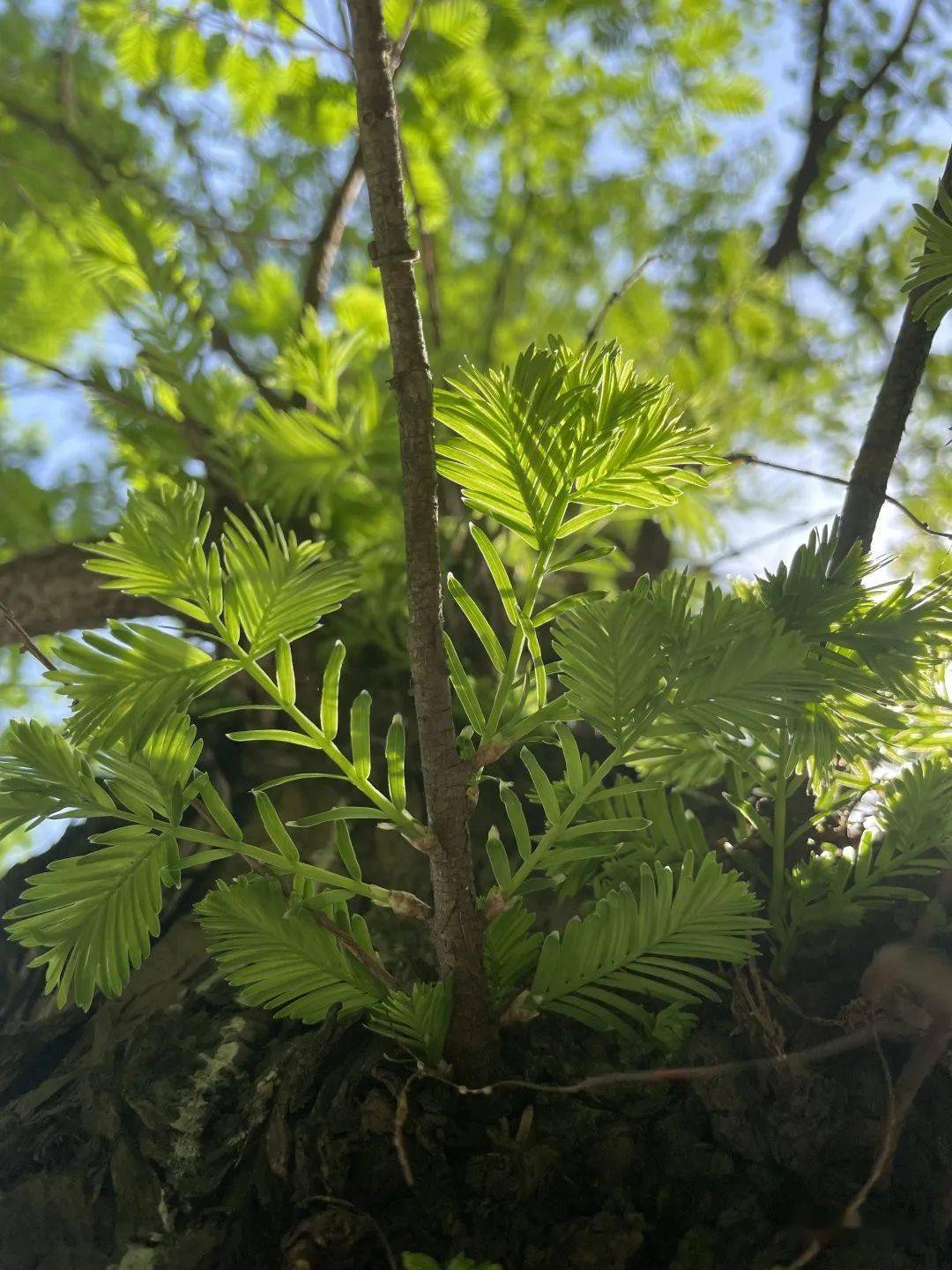 观察一棵树-水杉(21)_枝条_叶子_时候