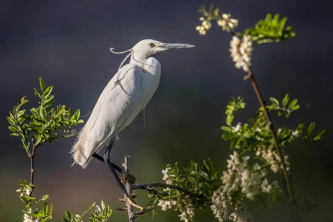 一天一首古诗词唐诗杜牧鹭鸶