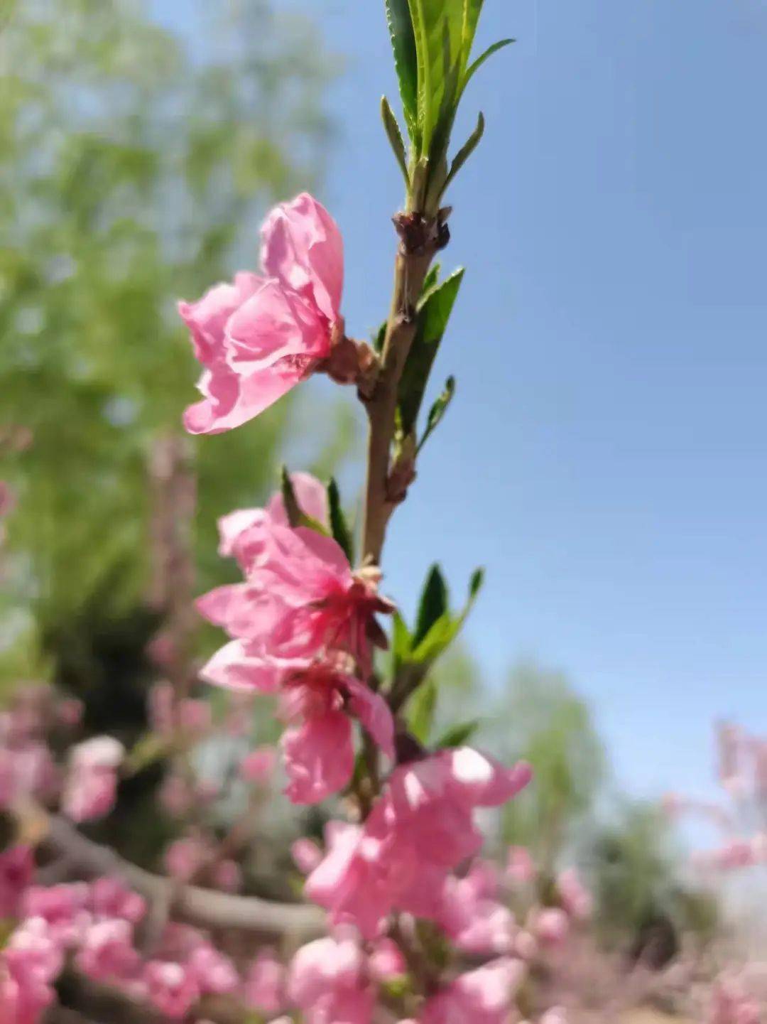 蟠桃树开花图片图片