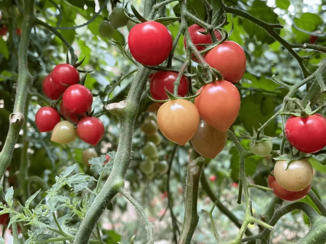 济阳西红柿采摘园图片