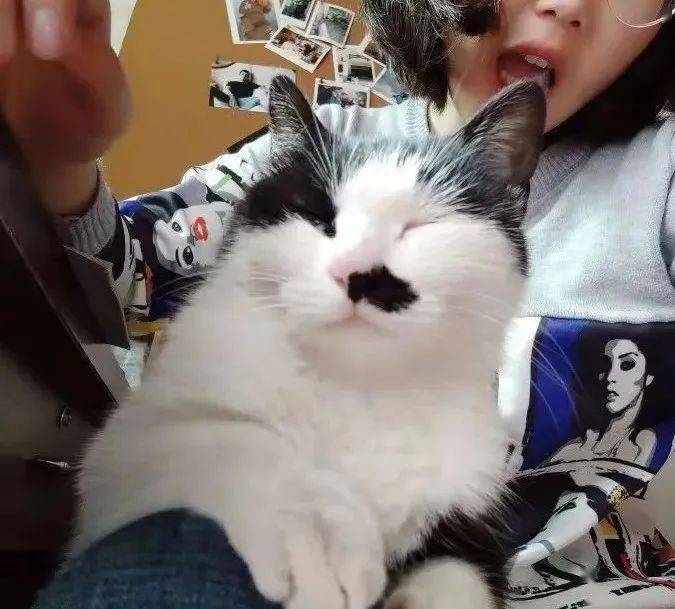 "被别人调侃它长得像日本鬼子"曾让带它出门的主人蒙羞这位选手面部的