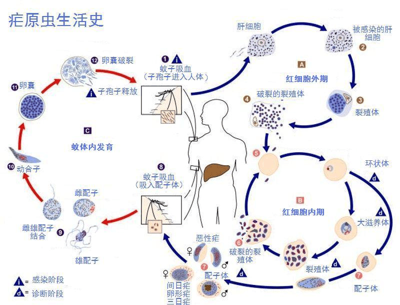 间日疟原虫生活史图解图片