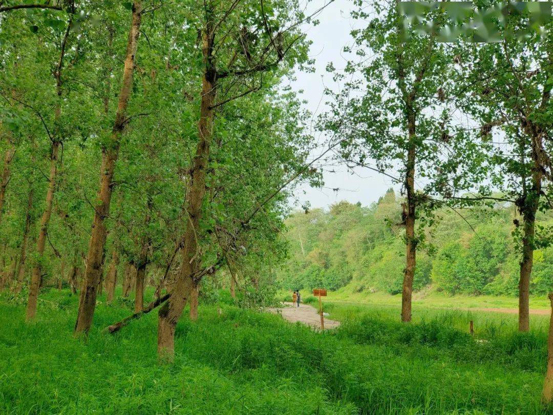 南充高坪牛肚坝曙光村的风景美如画不协调的音符谁来管676767