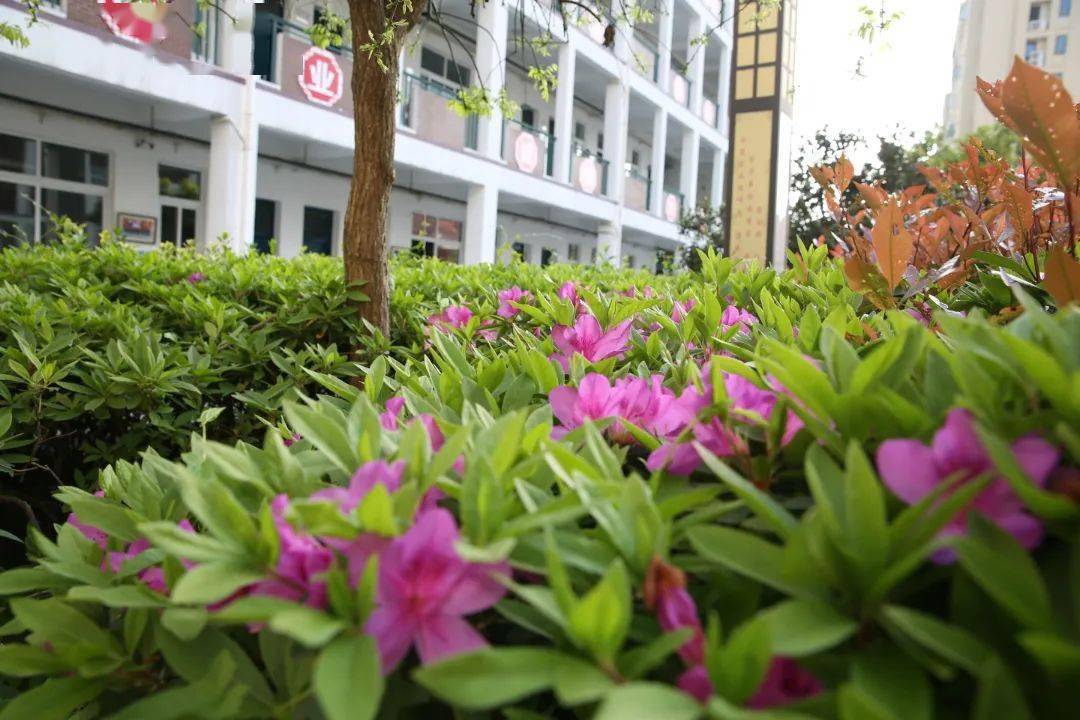 新安江第三小學rec東風灑雨露會入天地春忽爾春風,歲月向榮萬物至此皆