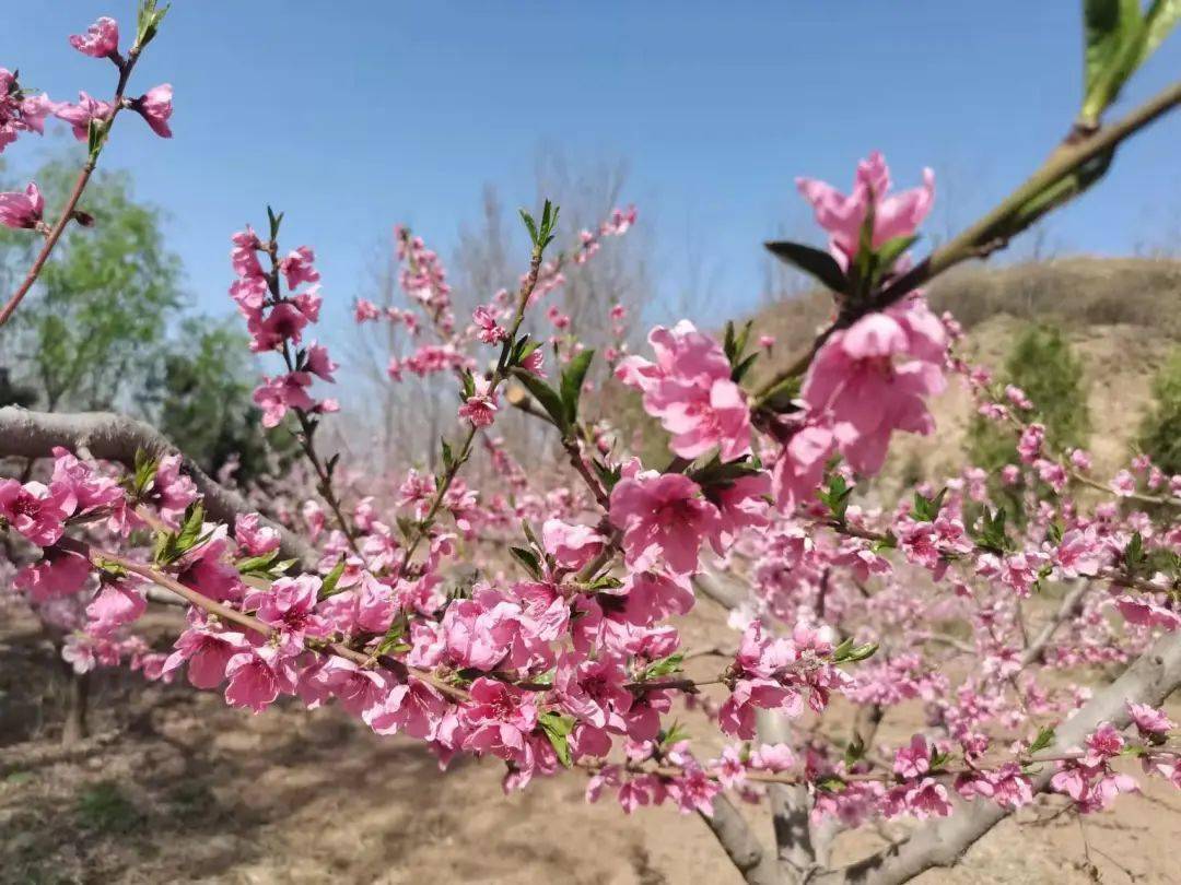 蟠桃树开花图片