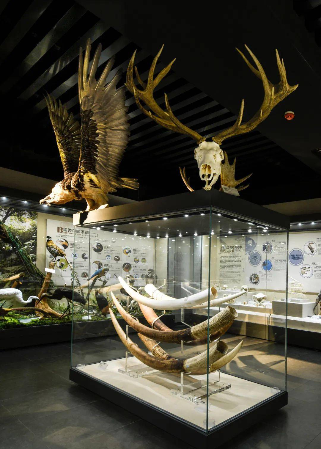 国际口腔医学博物馆荣膺全国科普教育基地