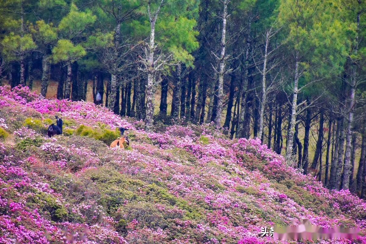 云南昆明禄劝马鹿塘高山杜鹃开成了花海