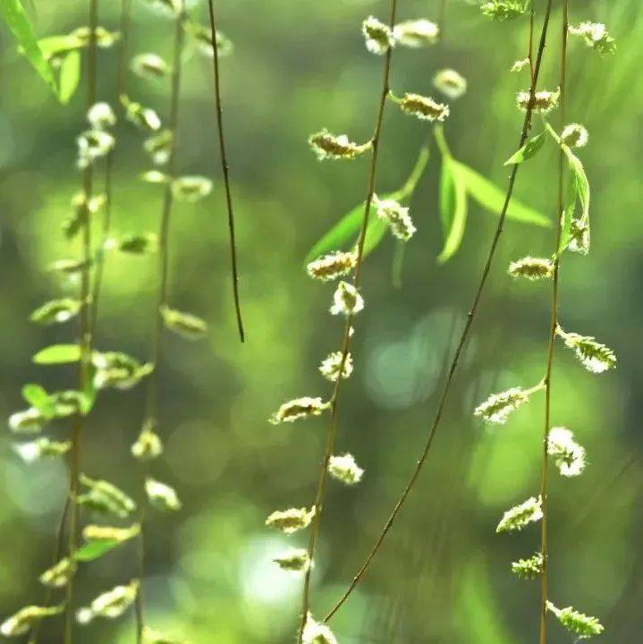 前方飞絮预警!孩子日常防护的这5点请收好↓↓↓_柳絮_杨絮_皮肤