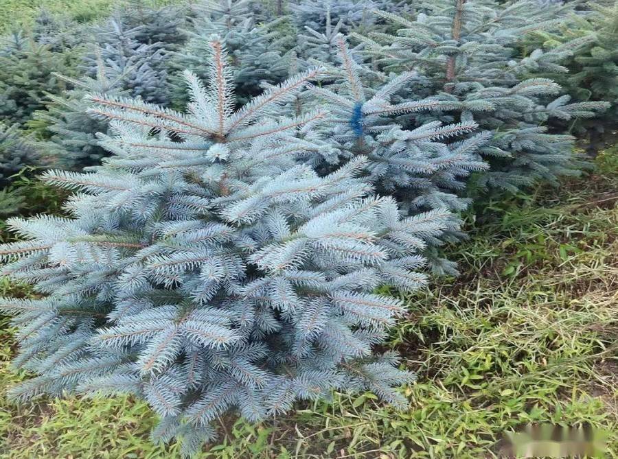 国内高端绿化工程急需这些常彩叶树种_金叶千_叶色_灌木