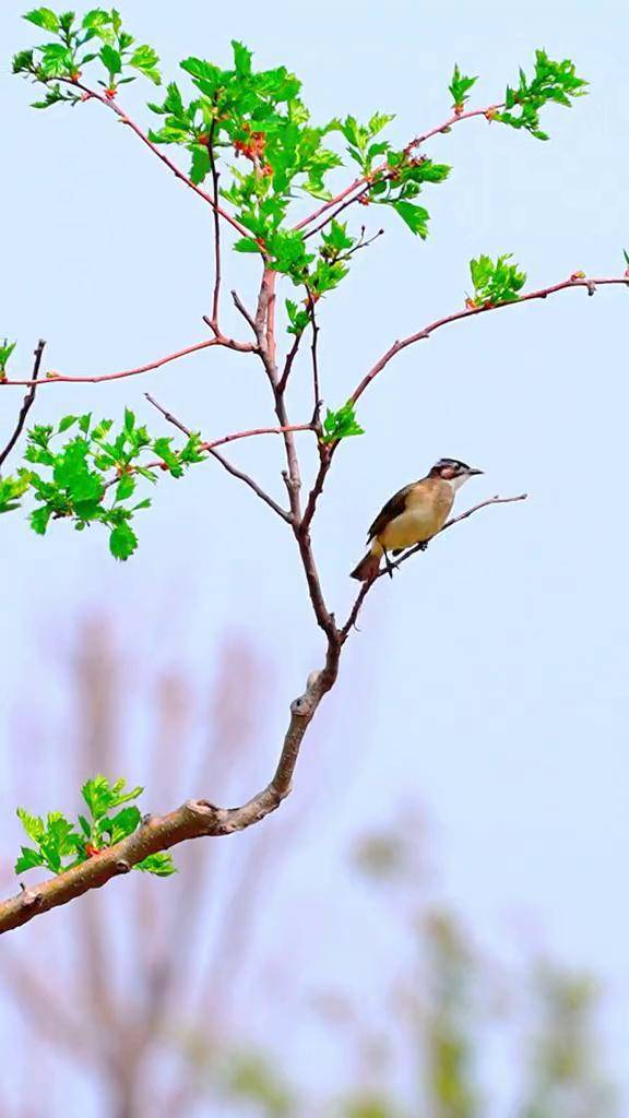 春日的成武,万物生发,欣欣向荣;春天的气息,充满希望,催人奋进.