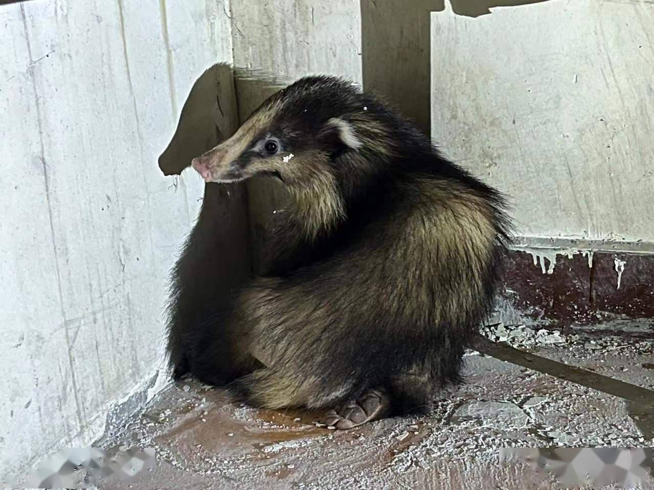 金川公安成功救助国家二级野生动物猪獾