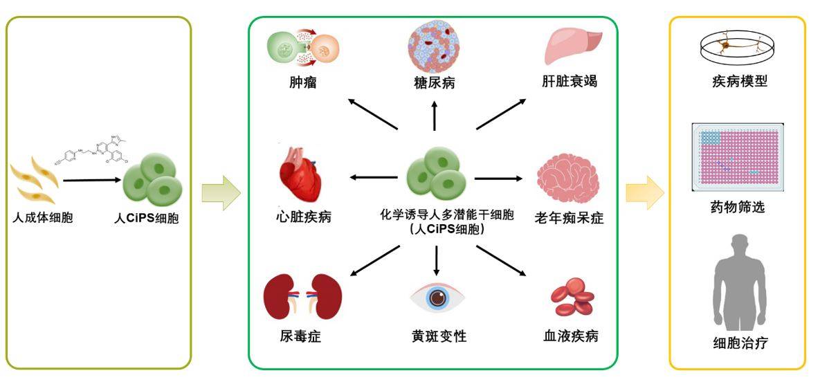 重磅!让人体细胞安全“再就业”,我国科学家开启人类“种子细胞”全新制备体系_技术_化学_再生