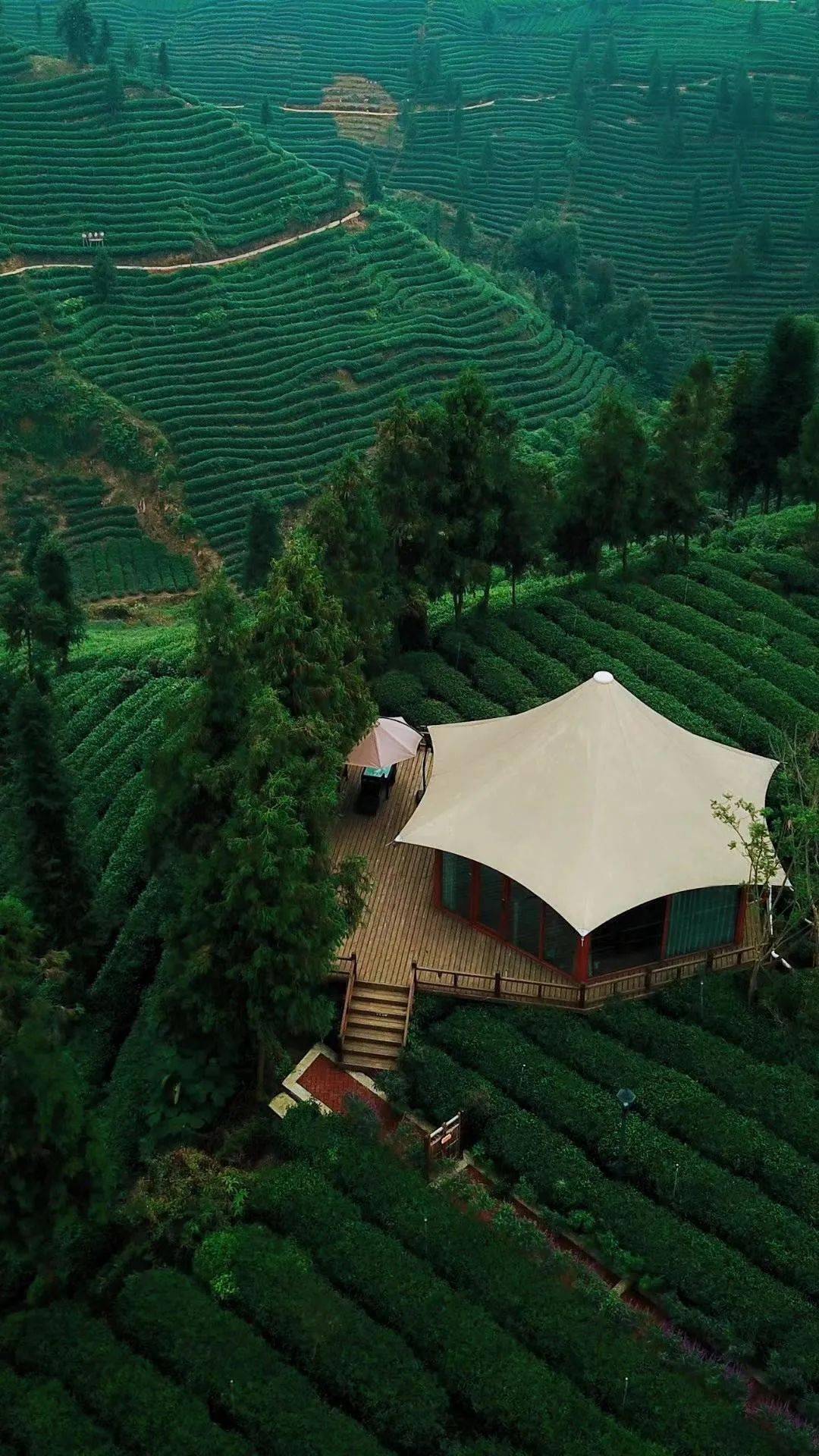 不出家门也能get春日好时光,雅雅邀你一起"云"采茶_蒙顶山_茶园_直播