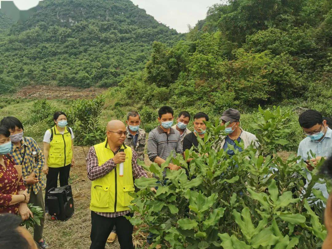 产业振兴驮卢镇大力推广坚果种植技术以产业振兴助推乡村振兴