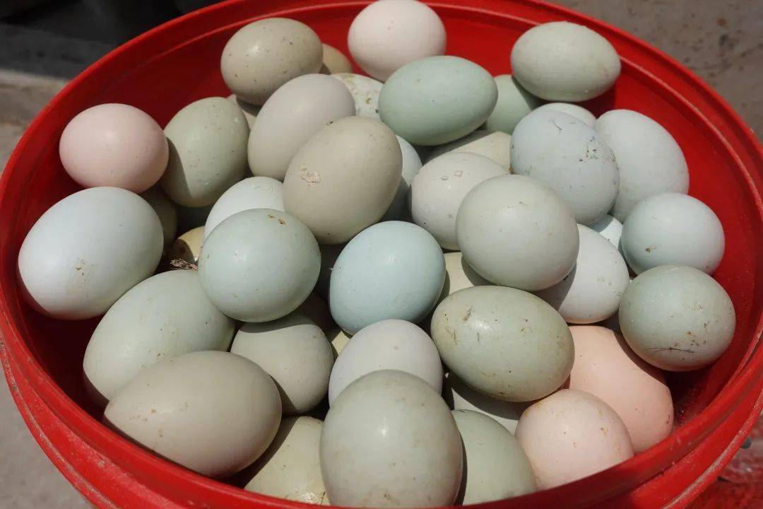 黑水虻虫,黑墨草鸡健康,蛋才健康好蛋蛋才有好营养蒸蛋羹的做法将鸡蛋