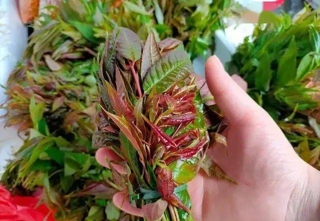 【第一步】:香椿按木质的颜色大致可分为白椿,粉椿和红椿三种,它们的