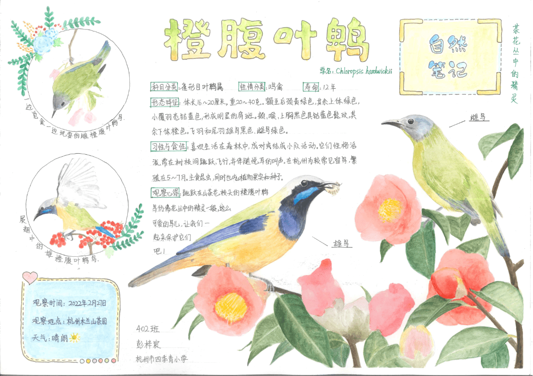 春天鸟类自然笔记图片