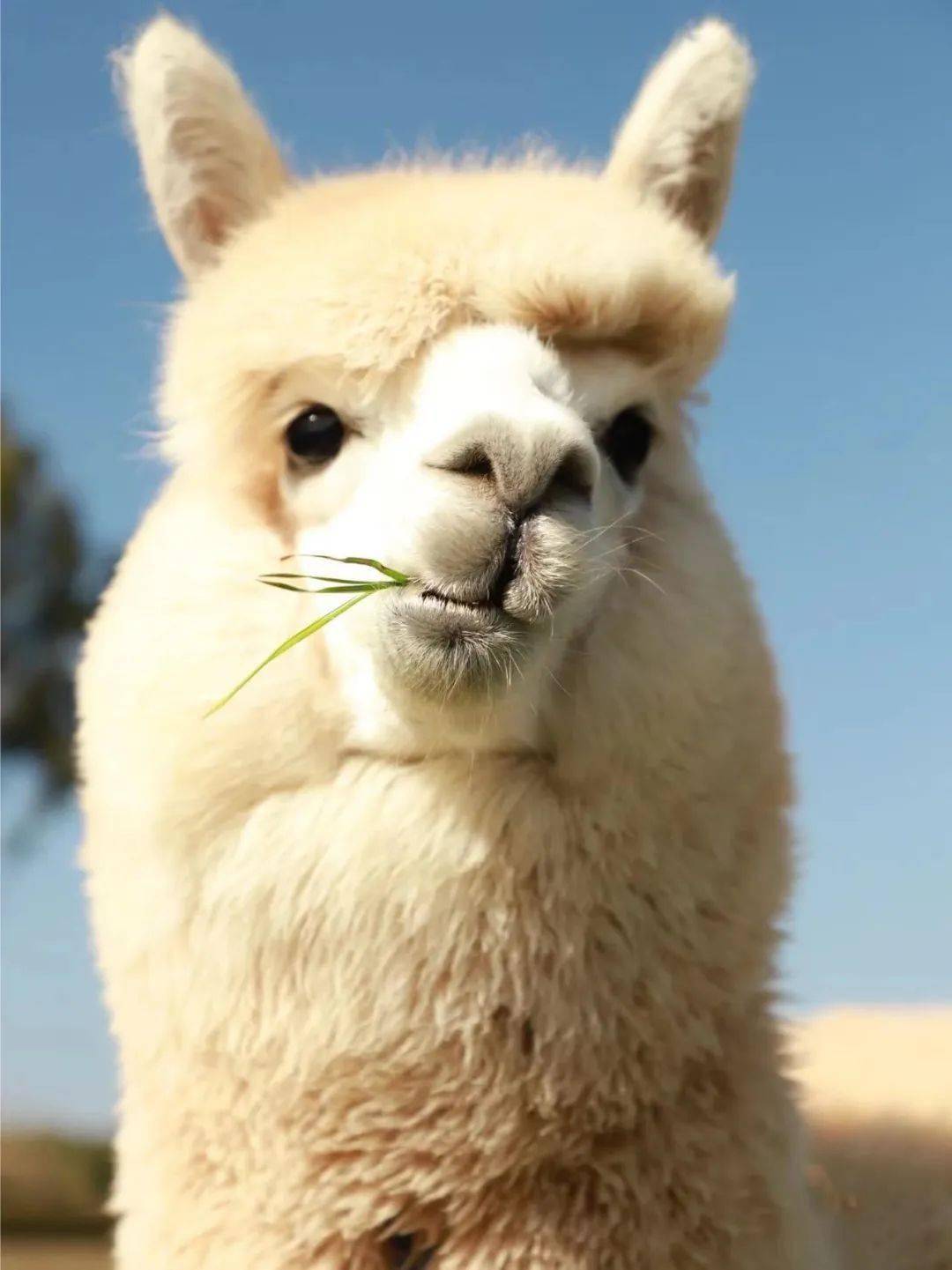 梦想飞屋|奇妙牧场|羊驼列车员|奇妙课堂