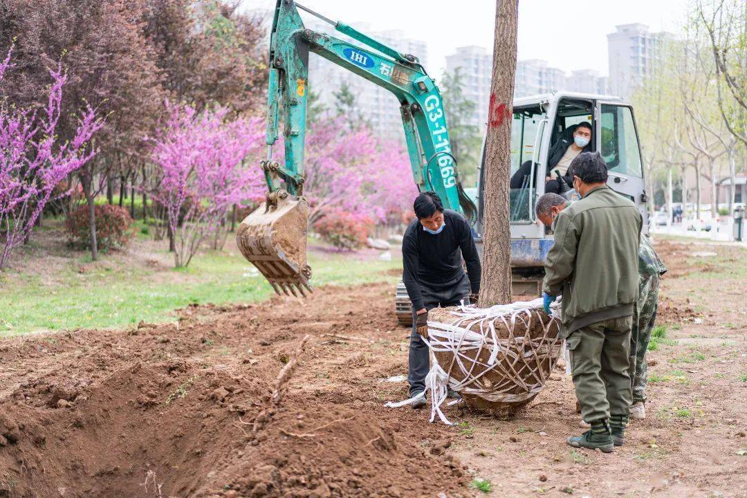 北側空地140棵銀杏樹已種植在長安校區東門環道處按照栽種規劃直擊