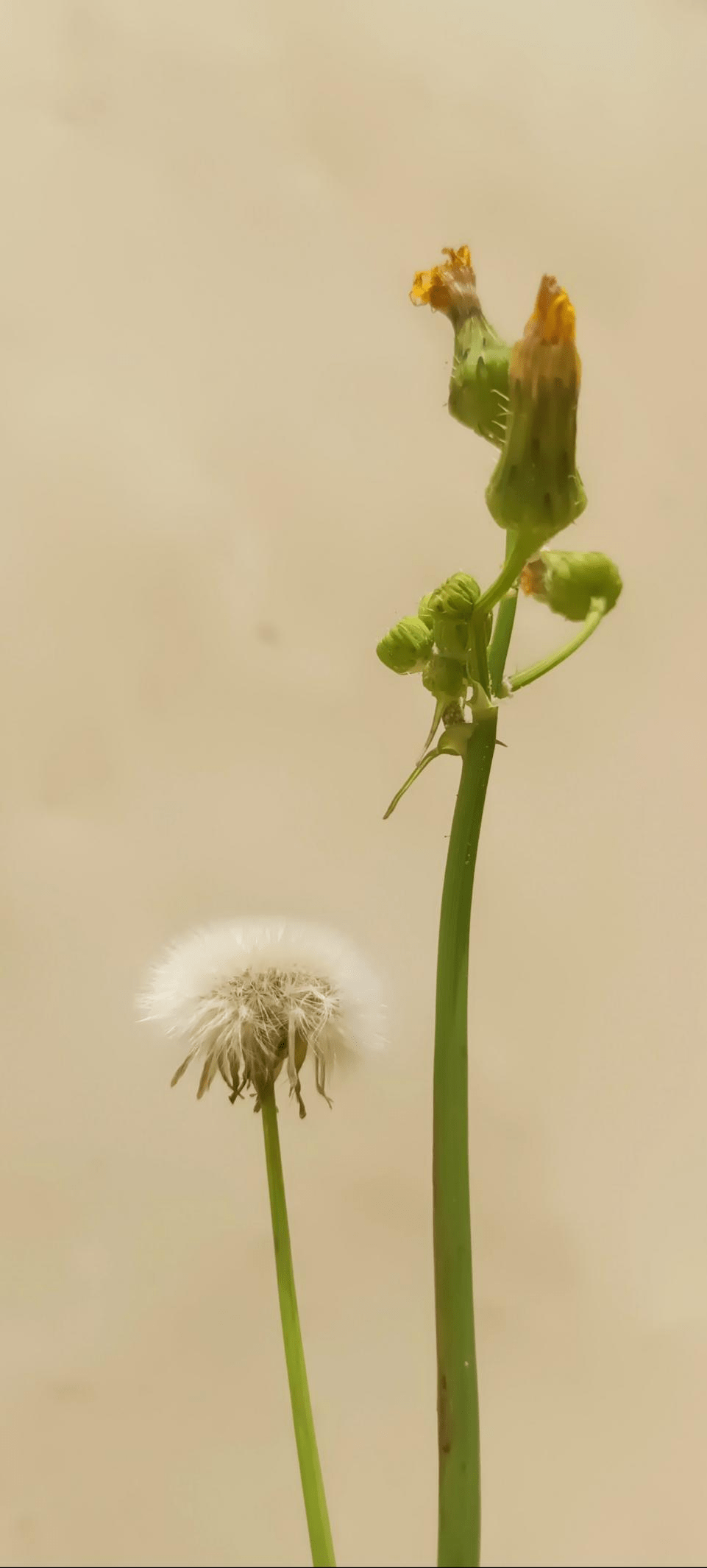 "暖春校园里的邂逅"动植物创意摄影大赛手机组网络投票开始啦!