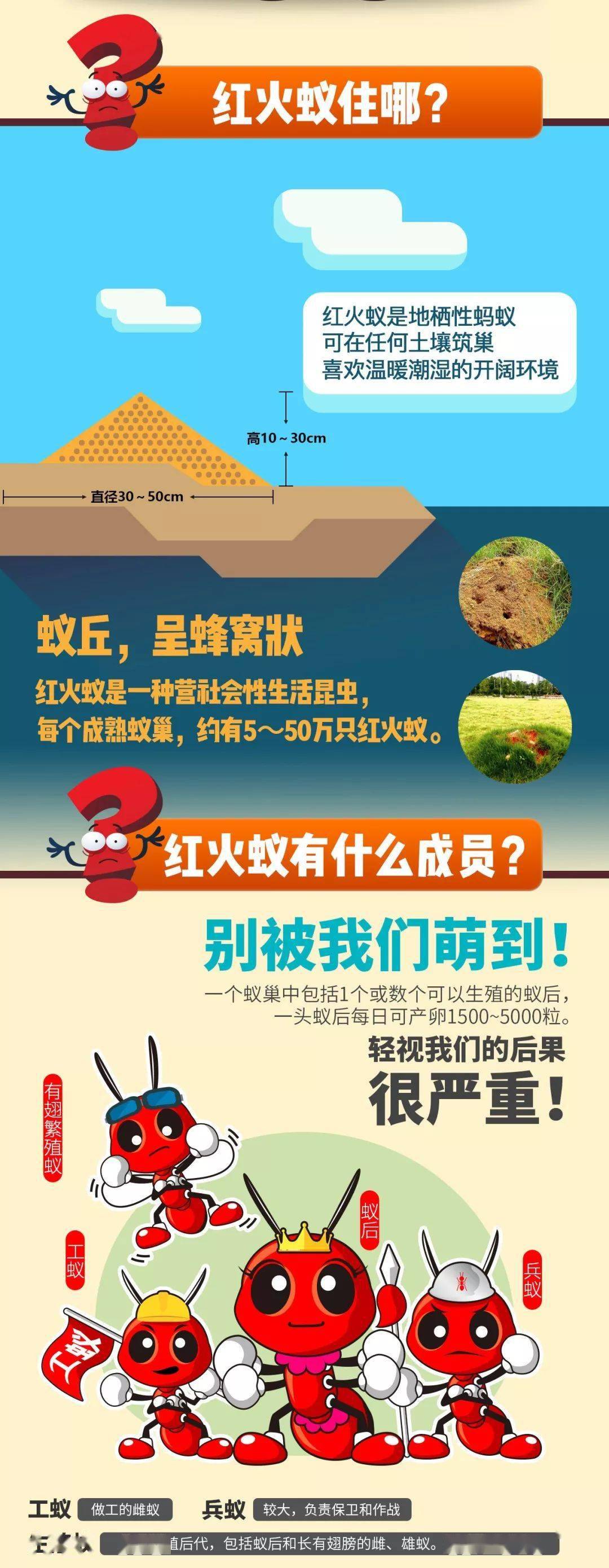 阳江市民靠近草地要当心红火蚁活跃起来了扑杀抓住这段最佳时期