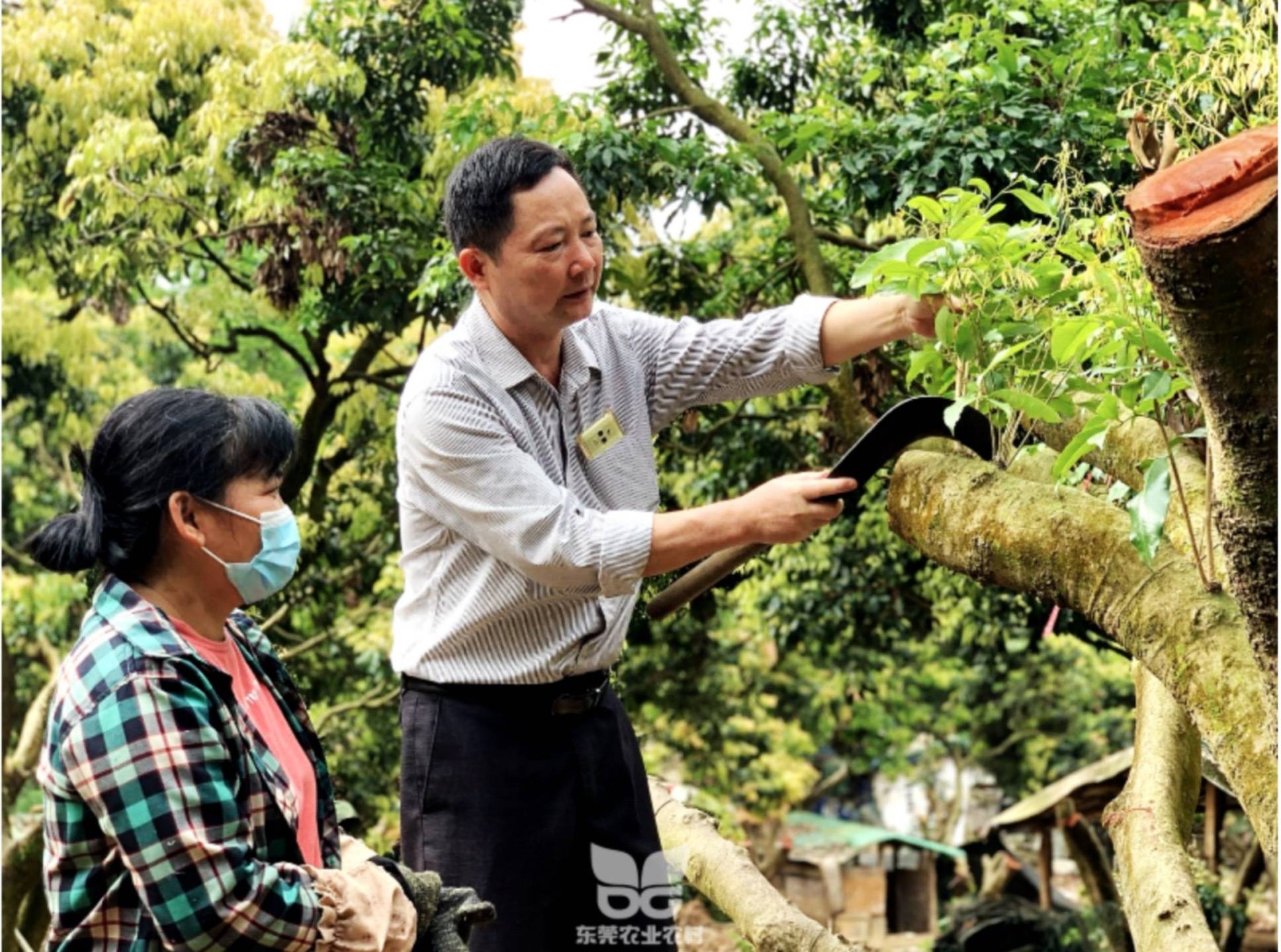 你的荔枝我來守護一文讀懂東莞荔枝高接換種後管理技術要點