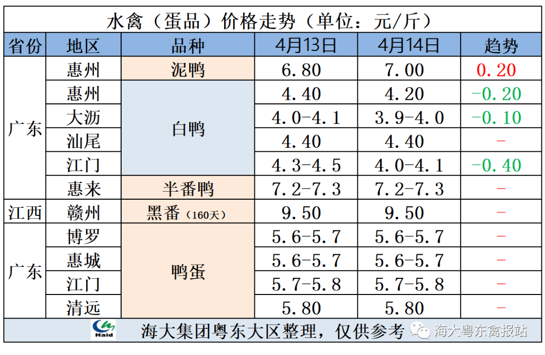 商品鹅蛋价 格黑狮大鹅黑狮鹅苗狮头大鹅狮头鹅苗狮头苗,狮头大鹅价