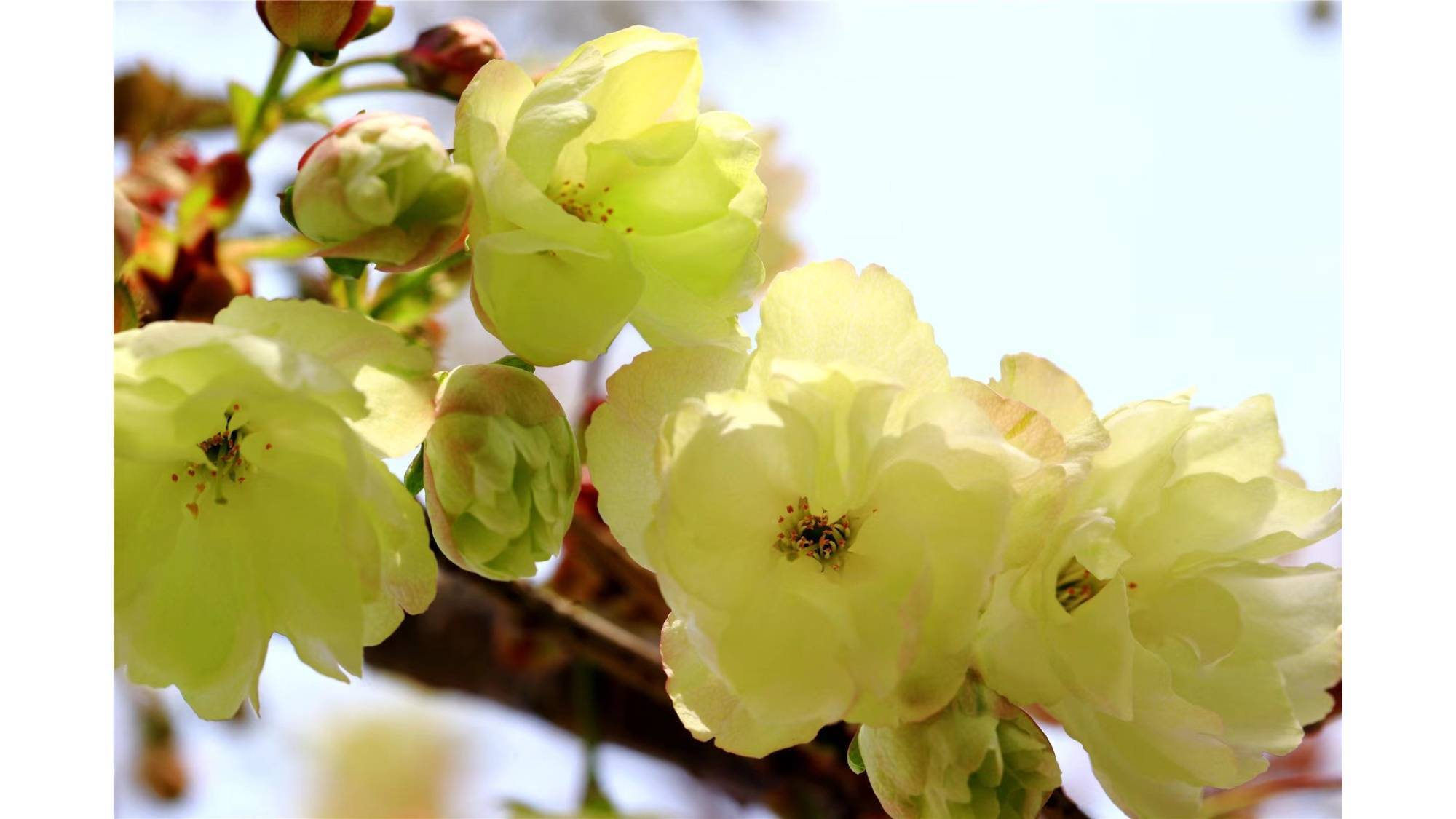 4月16日东北最大赏樱地迎客赏樱花烂漫！