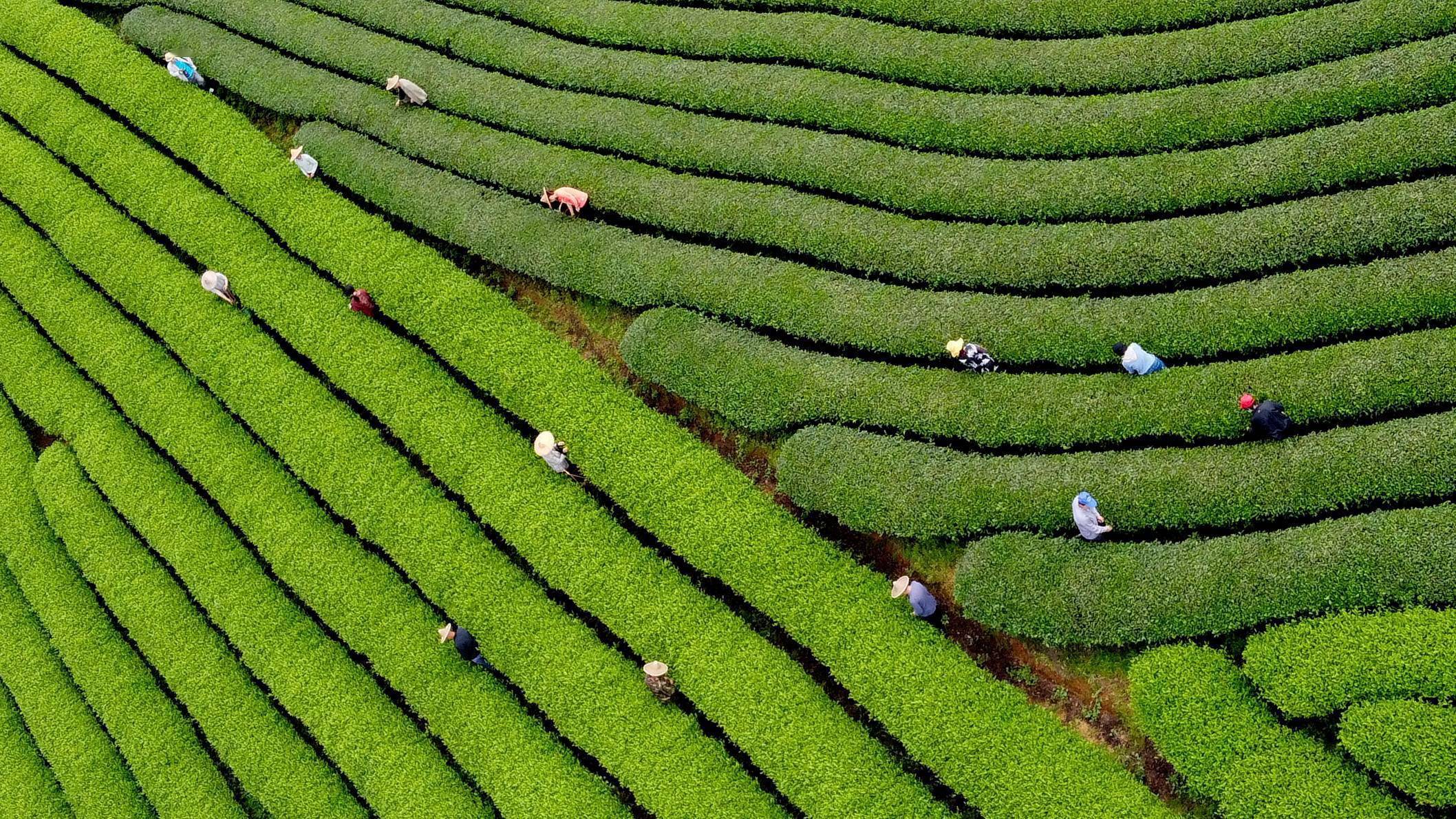 福建武夷山茶乡春色好茶农采茶忙