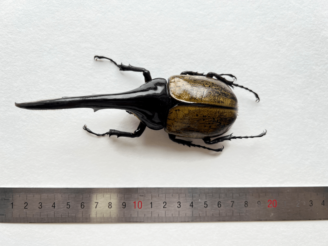 成都海关首次查获4只活体甲虫_厦门海关空箱中截获2000只活蟑螂_新闻