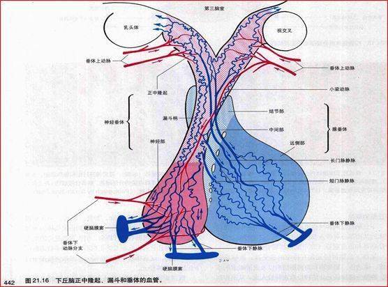 重要神经结构的血供示意图