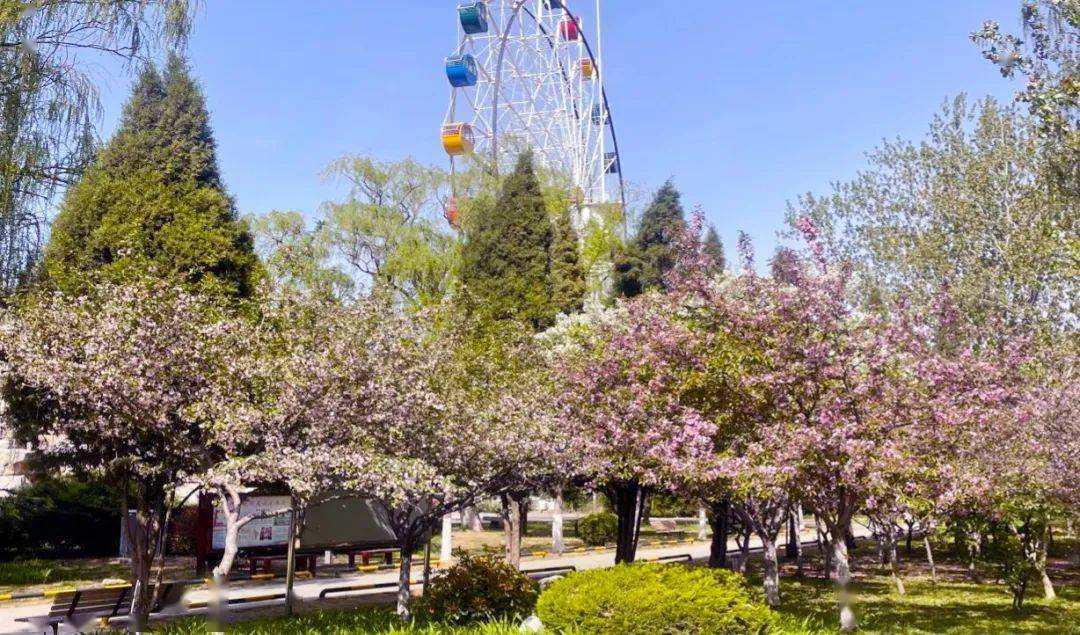 刚刚滨州蒲园开放啦春日正好赶紧去打卡